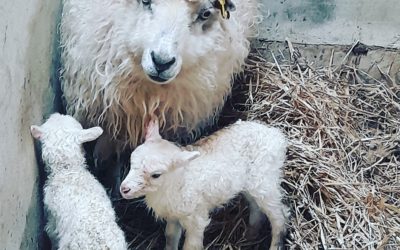 New lambs! New Website!